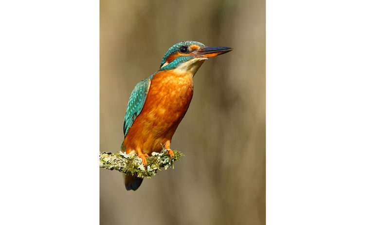 Eisvogel