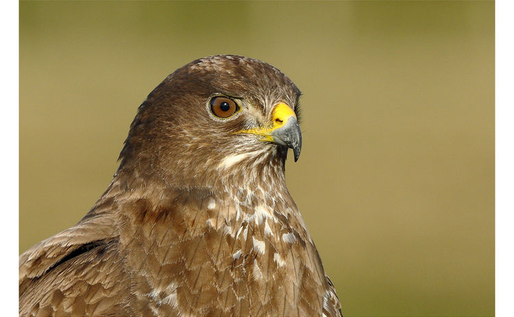 Maeusebussard
