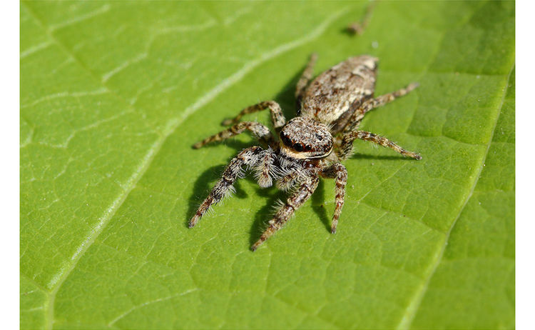 Zebraspinne